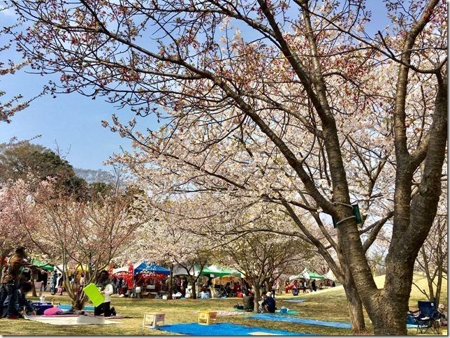 満開の桜並木の下にシートを敷いて、屋台を待っている写真